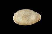 藏品(愛龍寶螺)的圖片